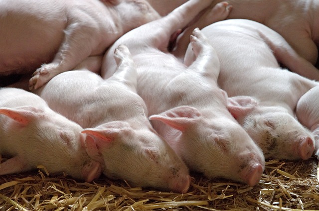 Schweinchen_Pixabay Aktuelles
