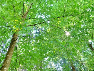 Wald Aktuelles